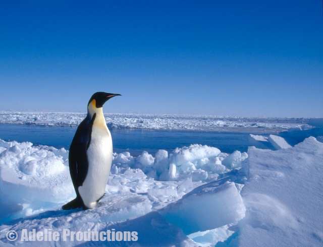 <b>Emperor Penguin, Ross Island, Antarctica</b><br/>&ldquo;The emperor penguin, despite appearances, was nothing more than a modified sparrow.&rdquo;