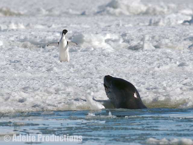 <b>Leopard Seal, Ross Island, Antarctica<b><br/>&ldquo;A leopard seal is what you&rsquo;d get if you could graft the head of Tyrannosaurus rex onto a torpedo.&rdquo;