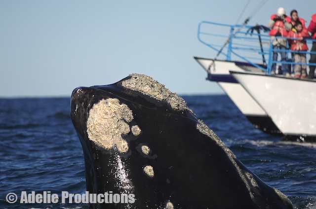 <b>Southern right whale, Puerto Pir&aacute;mides, Argentina</b><br/>&ldquo;There are, of course, rules about how close boats can approach the whales...But these are large-brained curious creatures, used to going where they please...&rdquo;