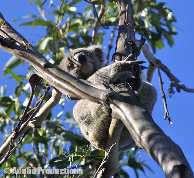 <b>Koala in eucalyptus forest, Victoria, Australia</b><br/>&ldquo;...it was as if this country, Australia, had been made by a different Creator than the one that made the rest of the world.&rdquo;